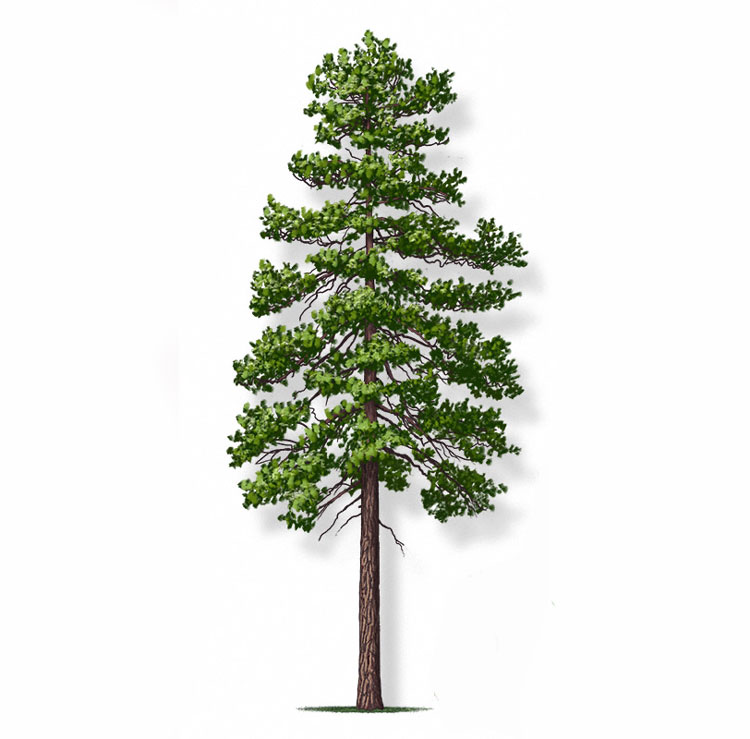 نهال کاج سیاه